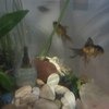Золотая рыбка Оранда фото