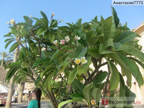 Mangrove by Bin Majid Hotels & Resorts 4*, ОАЭ, Рас-эль-Хайма фото
