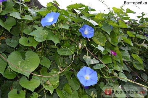 Ипомея Небесно-голубая (Ipomoea Heavenly Blue) фото