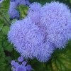 Агератум / Ageratum фото