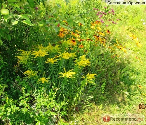 Солидаго канадское, золотарник канадский (Solidago canadensis ) сорт Патио фото