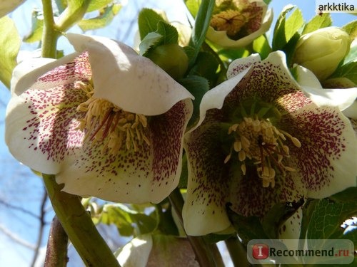 Морозник ( Helleborus) фото