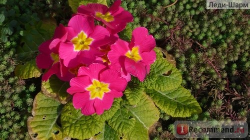 Примула обыкновенная / бесстебельная (Primula vulgaris, acaulis) фото