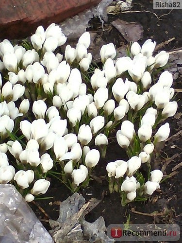 Крокус крупноцветковый весенний Flower Record фото