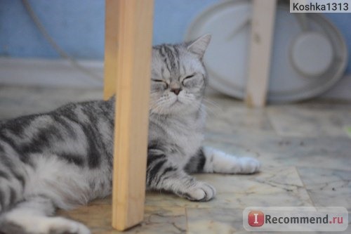 Корм для взрослых кошек Trainer Natural Adult Tuna с тунцом фото