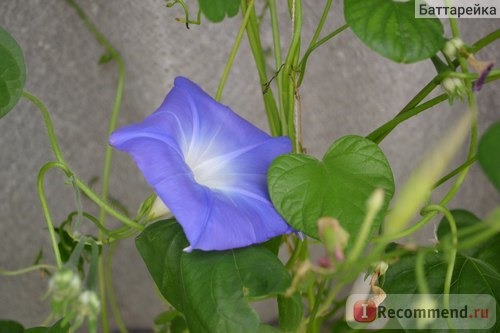 Ипомея Небесно-голубая (Ipomoea Heavenly Blue) фото