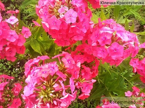 Флокс Кeнди Флосс (Phlox paniculata Candy Floss) фото