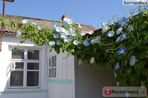 Ипомея Небесно-голубая (Ipomoea Heavenly Blue) фото