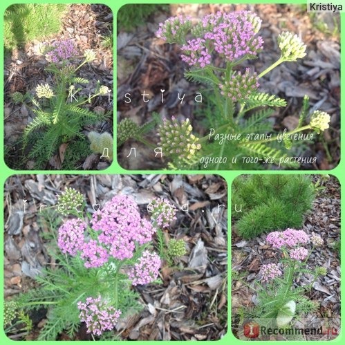 Тысячелистник обыкновенный Королева (Achillea millefolium 