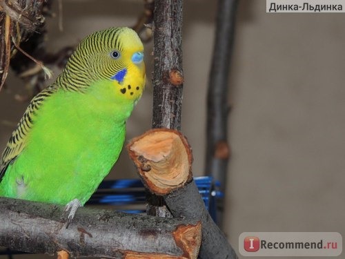 РИО Корм для волнистых попугайчиков Основной рацион фото