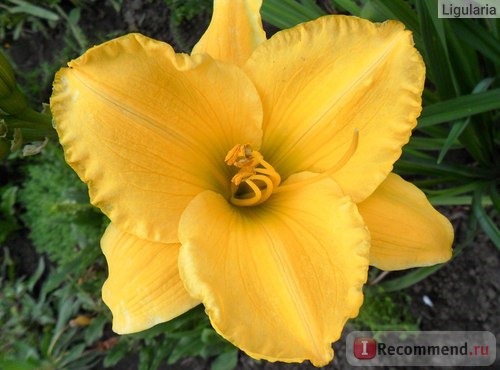 Лилейник / Красоднев / Hemerocallis фото