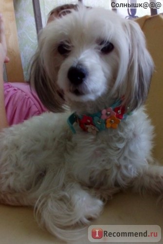 Ошейник Aliexpress С цветами Fashion Leather Puppy Pet Dog Collar Cat Neck Strap Necklace with Studded Sweet Flower фото