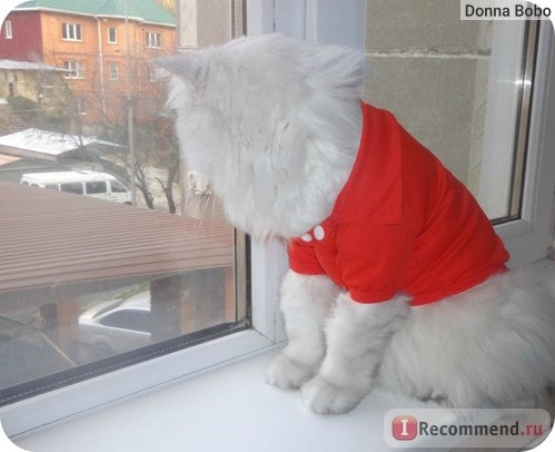 Одежда для собак Aliexpress New Casual Puppy Cat Pet Dog Clothes Lapel POLO T-Shirts Solid Cozy Shirt XS S M L Large фото
