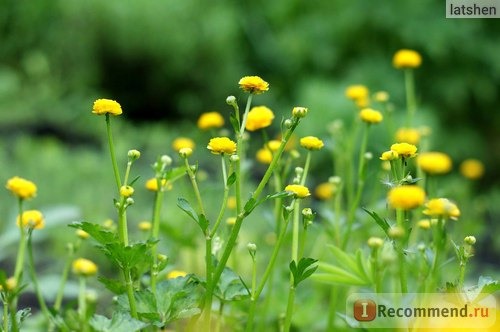 Лютик едкий (лат. Ranunculus acris) фото