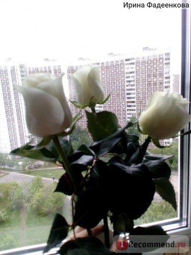 Розы пахнут просто потрясающе!