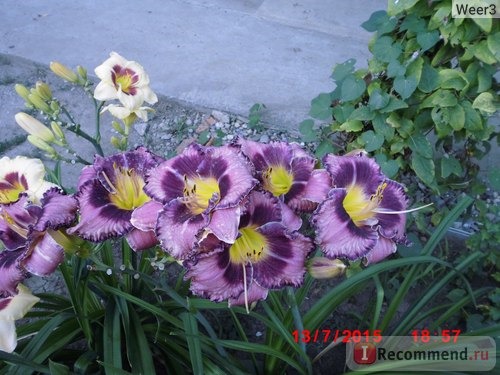 Лилейник / Красоднев / Hemerocallis фото