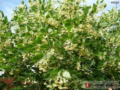 Липа крупнолистная (лат. Tilia platyphyllos) фото