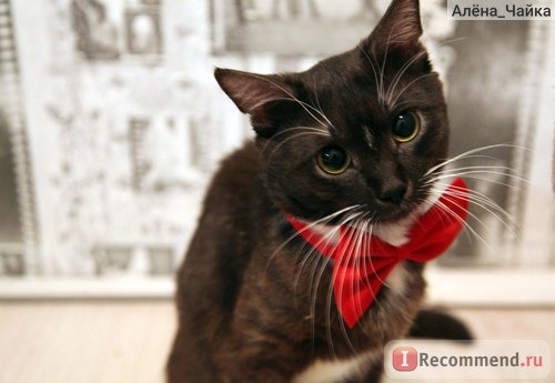 Ошейник Aliexpress 2014 New Fashion Cute Dog Cat Pet Puppy Toy Kid Cute Bow Tie Necktie Collar Clothes ZMPJ141 фото