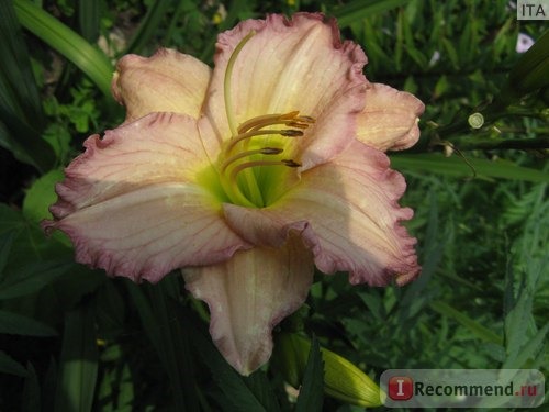 Лилейник / Красоднев / Hemerocallis фото