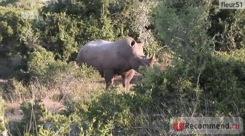 Шамвари: жизнь на воле / Шамвари: территория диких животных / Shamwari: A wild life фото