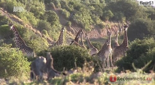 Шамвари: жизнь на воле / Шамвари: территория диких животных / Shamwari: A wild life фото