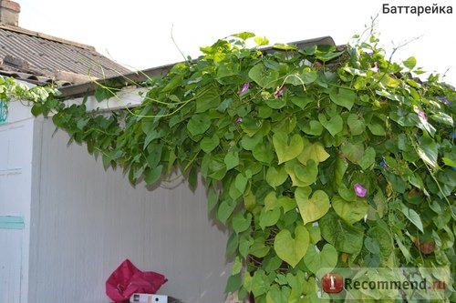 Ипомея Небесно-голубая (Ipomoea Heavenly Blue) фото