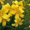 Лилейник Миддендорфа (Hemerocallis middendorf-fii) фото