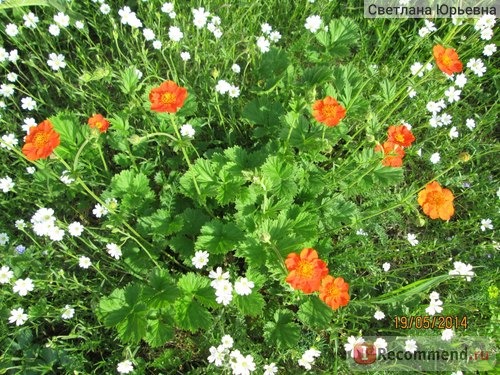 Гравилат чилийский (Geum Chiloense) фото