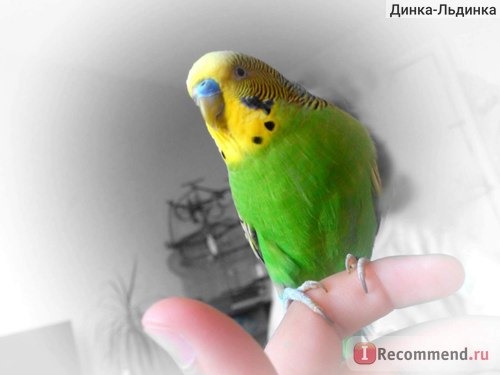 РИО Корм для волнистых попугайчиков Основной рацион фото