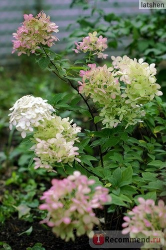 Гортензия метельчатая Ваниль Фрайз (Hydrangea paniculata Vanille Fraise) фото