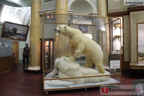 Музей Арктики и Антарктики, Санкт-Петербург фото