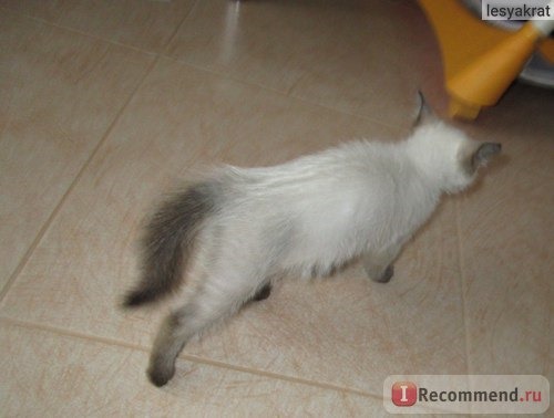 Сиамская кошка фото