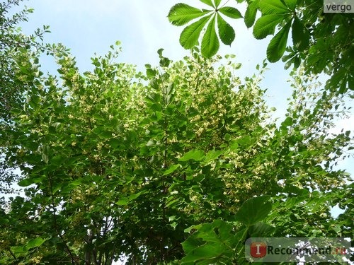 Липа крупнолистная (лат. Tilia platyphyllos) фото