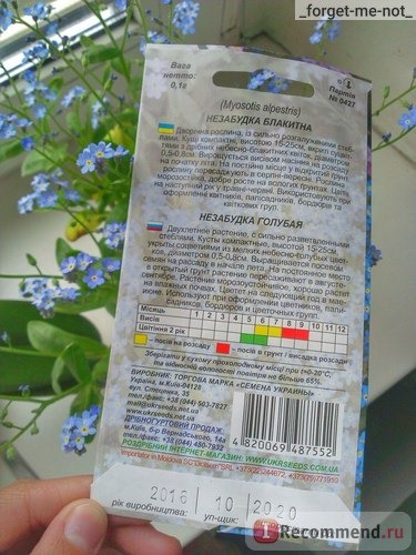 Незабудка (Myosotis) фото