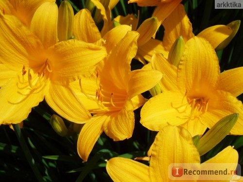 Лилейник / Красоднев / Hemerocallis фото