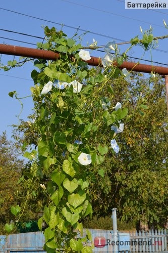 Ипомея Небесно-голубая (Ipomoea Heavenly Blue) фото