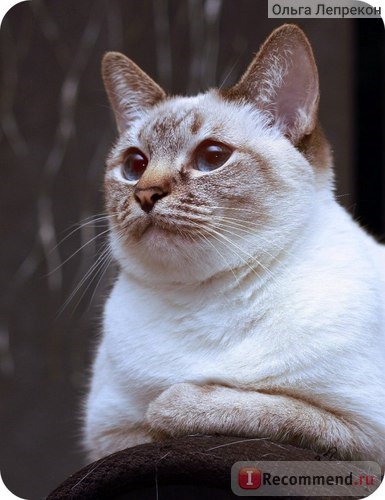 Тайская кошка фото