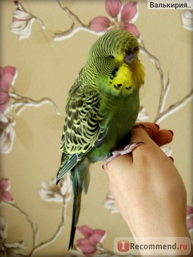Выставочный волнистый попугай (Чех) фото