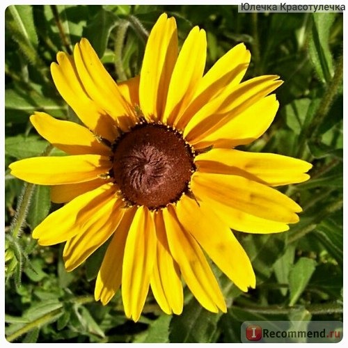 Рудбекия гибридная (Rudbeckia x hybrida ) фото