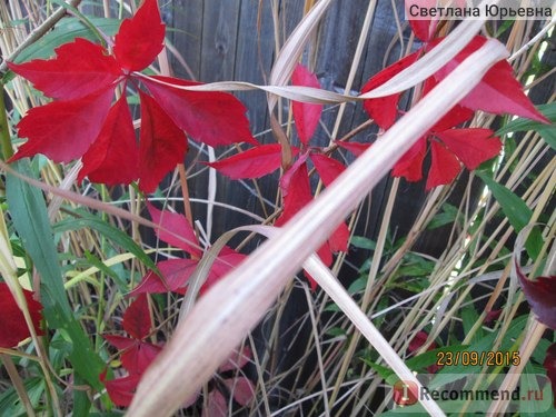 Девичий виноград пятилисточковый ( Parthenocissus quinquefolia) фото