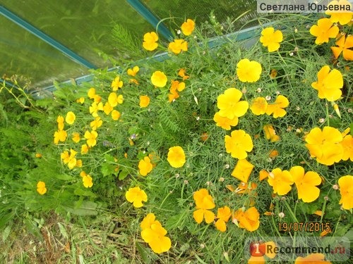 Эшшольция калифорнийская (Eschscholzia californica) фото