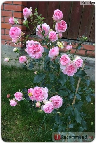 Роза флорибунда Лариса (Floribunda rose Larissa) Кордес (Kordes) фото