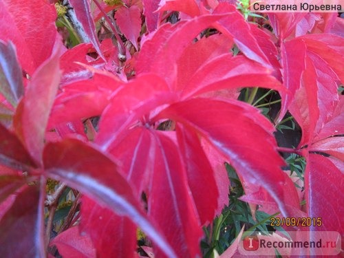 Девичий виноград пятилисточковый ( Parthenocissus quinquefolia) фото