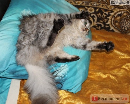 Сибирская кошка фото