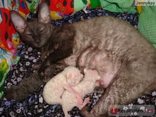 Новорожденные котята