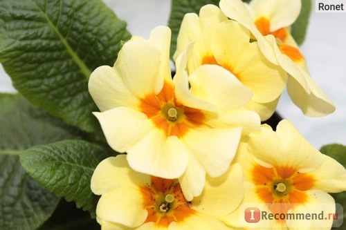 Примула обыкновенная / бесстебельная (Primula vulgaris, acaulis) фото