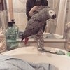 Серый попугай жако фото