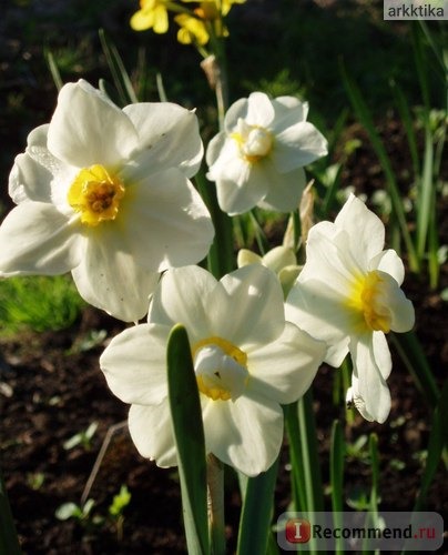 Нарцисс (Narcissus) фото