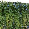 Ипомея Небесно-голубая (Ipomoea Heavenly Blue) фото