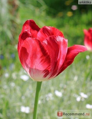 Тюльпан (Tulipa) фото